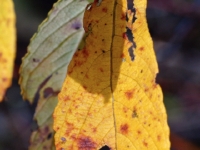 Autumn colours PB122450